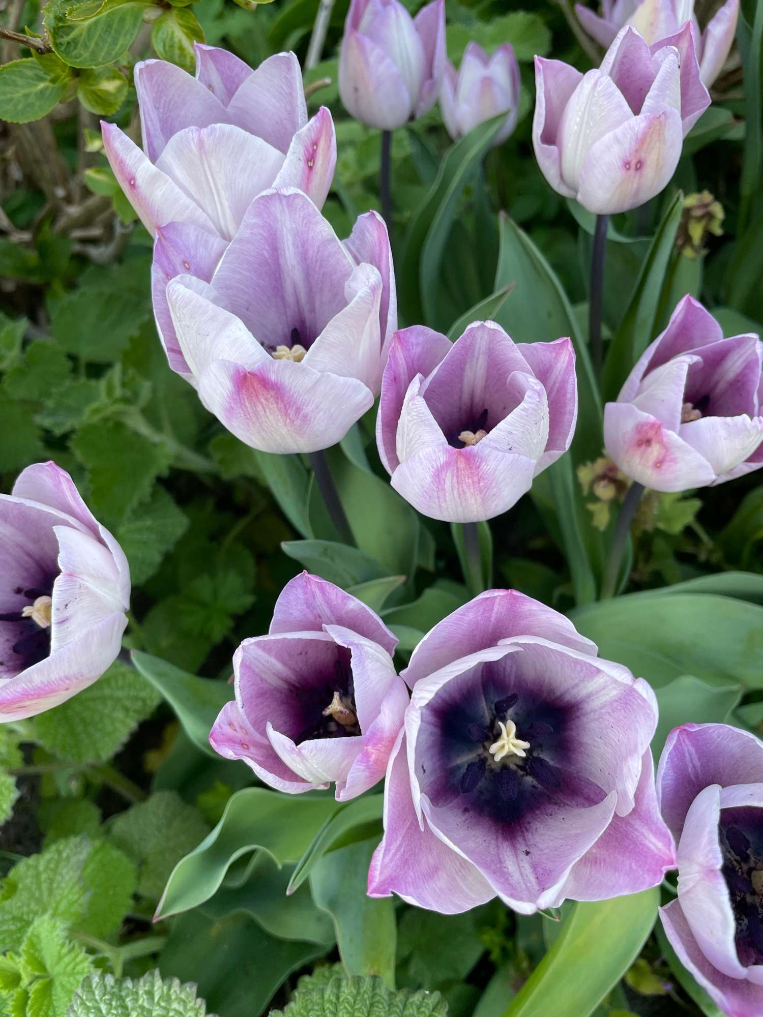 Tulipe 'Jacuzzi'